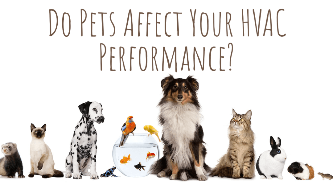 Do Pets Affect Your HVAC Performance?